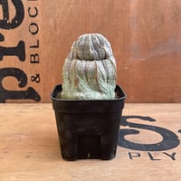 No.026 ユーフォルビア オベサ / Euphorbia Obesa 異形 Φ7 x H8.5 cm ♂