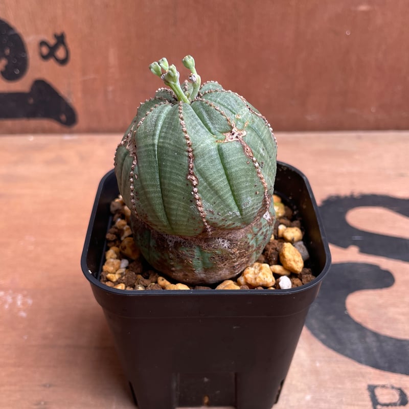 No.043 ユーフォルビア オベサ / Euphorbia Obesa 異形 Φ5 x 6c