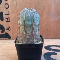 No.027 ユーフォルビア オベサ / Euphorbia Obesa 木質化 Φ6 x H8.5 cm ♂