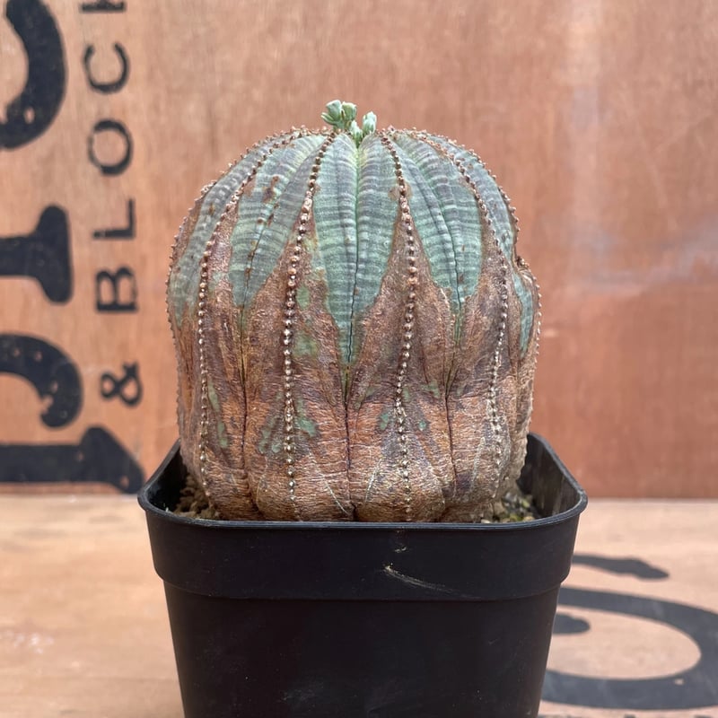 No.031 ユーフォルビア オベサ / Euphorbia Obesa 木質化 特選 Φ7