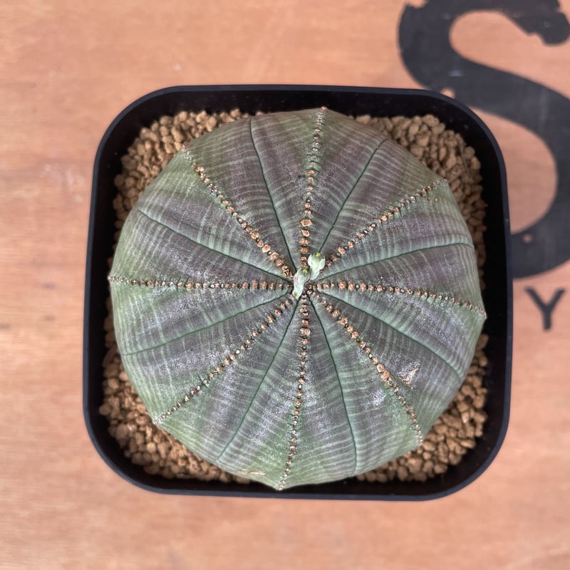 No.017 ユーフォルビア オベサ / Euphorbia Obesa 木質化 傷あり 扁平