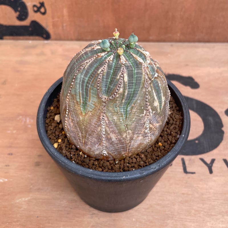 超希少 綴化 ユーフォルビア オベサ Euphorbia obesa 良形 選抜 綴化】 Euphorbia Obesa ユーフォルビア オベサ 木質化