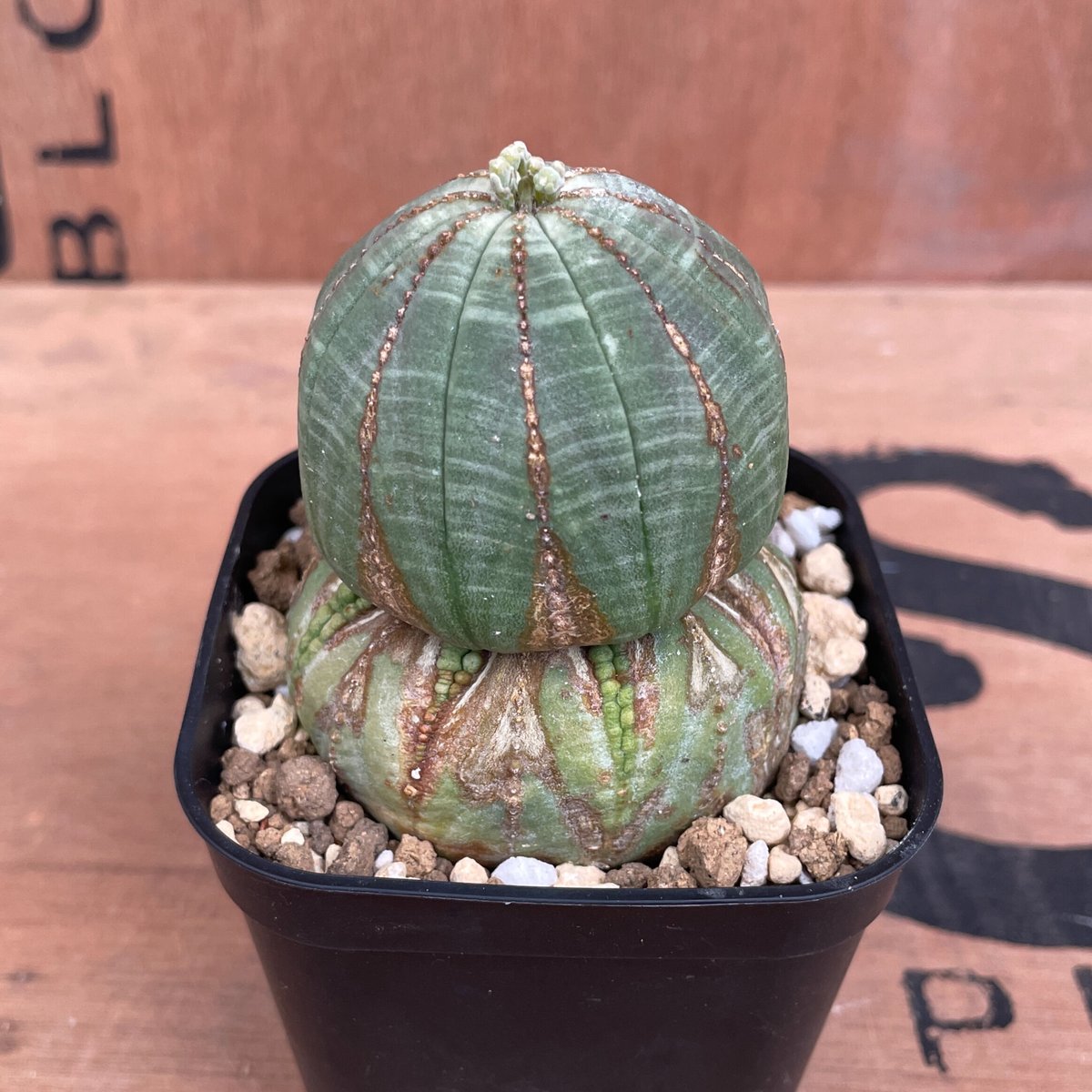 綴化 オベサ 分頭 群生 贅沢 最強株 塊根植物 希少 綴化 オベサ 分頭 群生 贅沢 最強株 塊根植物 希少