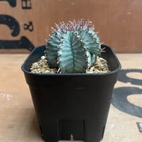 ユーフォルビア・ホリダ　Euphorbia horrida No.004 ユーフォルビア ホリダ / Euphorbia Horrida 