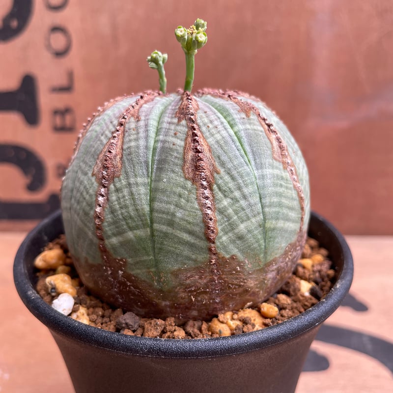 ユーフォルビア オベサ(♂) 【公式通販】