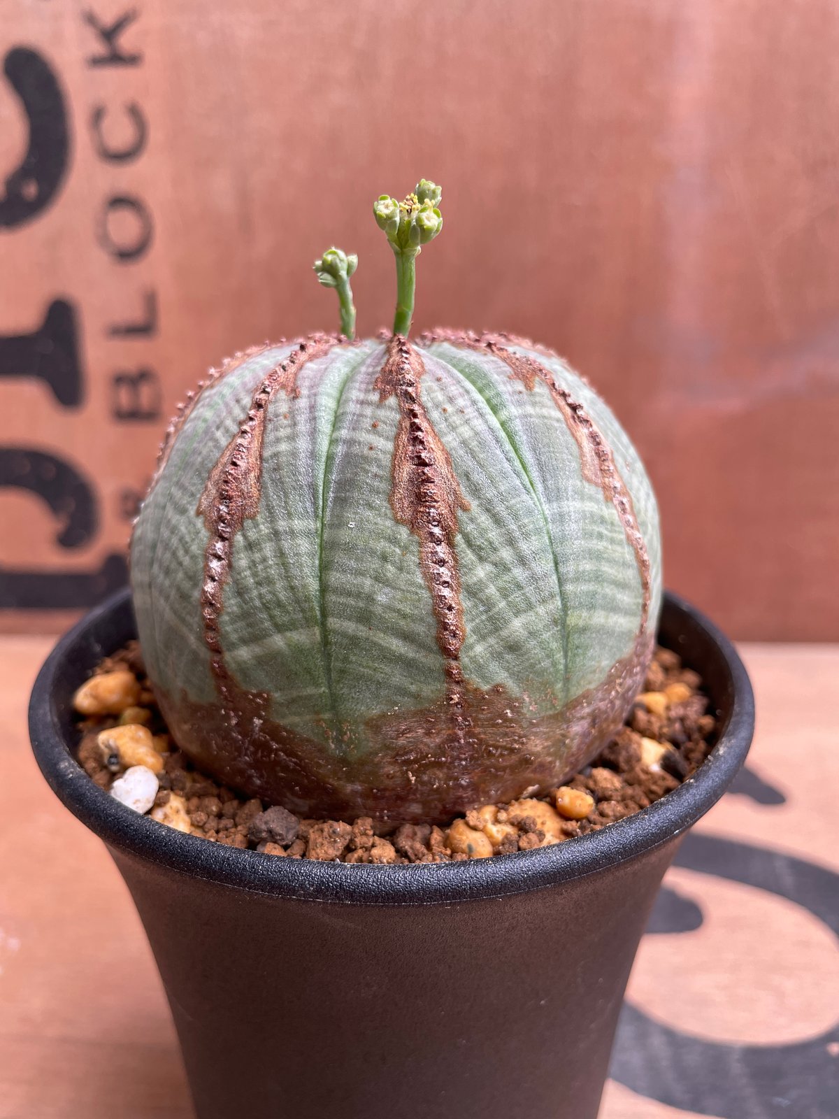 ユーフォルビア オベサ 美株 イタリア産 2株 セット No.040 ユーフォルビア オベサ / Euphorbia Obesa 美株 Φ7.3 x