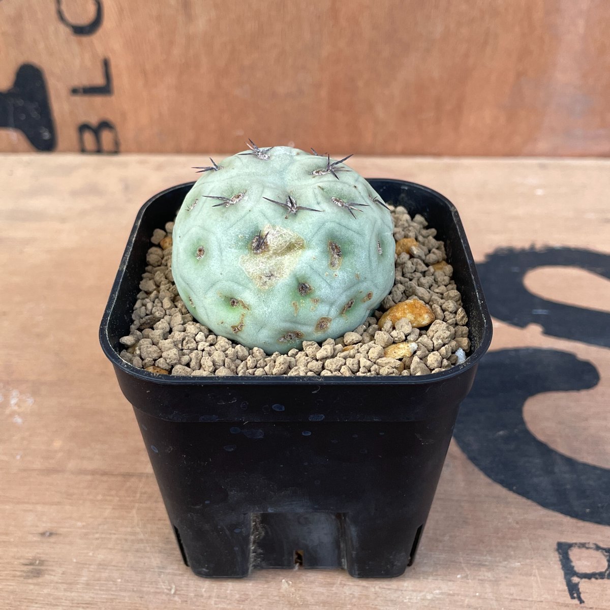 No.003 テフロカクタス ゲオメトリクス / Tephrocactus geometric