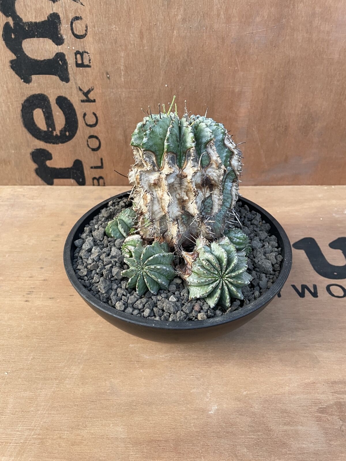 No.023 ユーフォルビア ホリダ / Euphorbia Horrida 木質化 群生