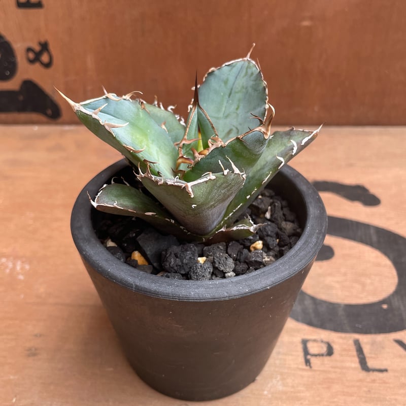 No.001 アガベ チタノタ “白鯨” / Agave Titanota White Wha