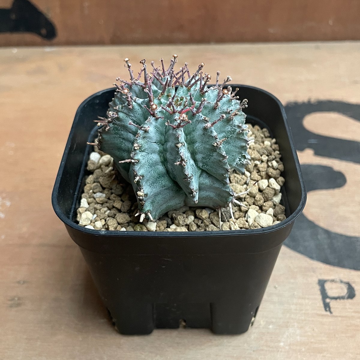 ユーフォルビア　ホリダ ユーフォルビア・ホリダ（HYB）｜観葉植物 | GREENS FOR GOOD公式