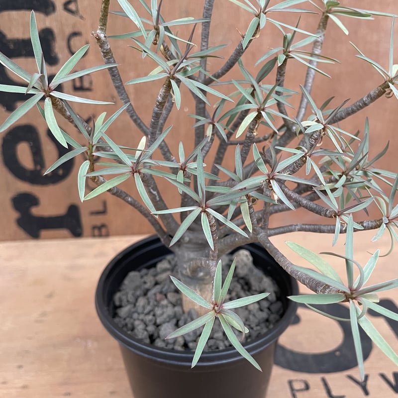 No.001 ユーフォルビア バルサミフェラ / Euphorbia Balsamifera