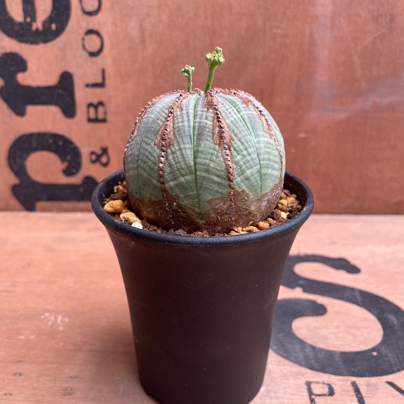 No.040 ユーフォルビア オベサ / Euphorbia Obesa 美株 Φ7.3 x No.040 ユーフォルビア オベサ / Euphorbia Obesa 美株 Φ7.3 x