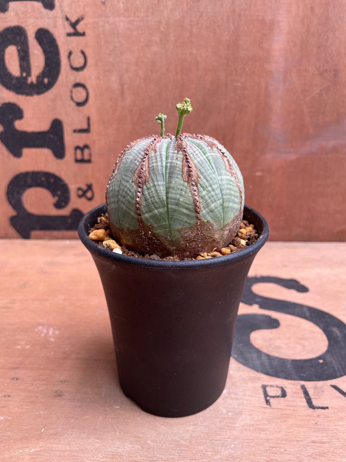 No.040 ユーフォルビア オベサ / Euphorbia Obesa 美株 Φ7.3 x