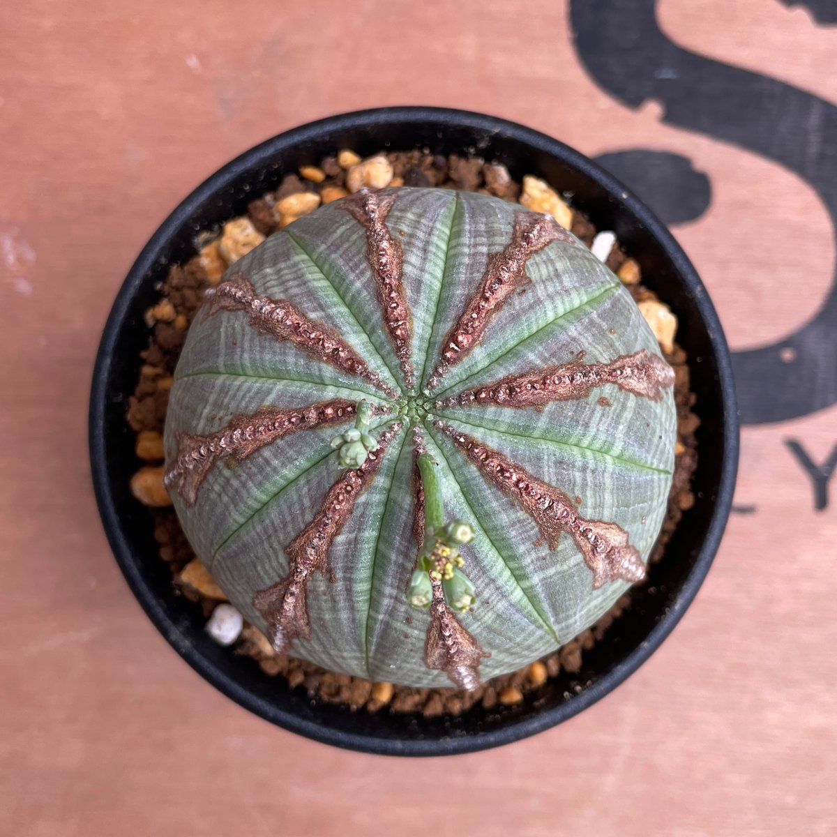 No.040 ユーフォルビア オベサ / Euphorbia Obesa 美株 Φ7.3 x