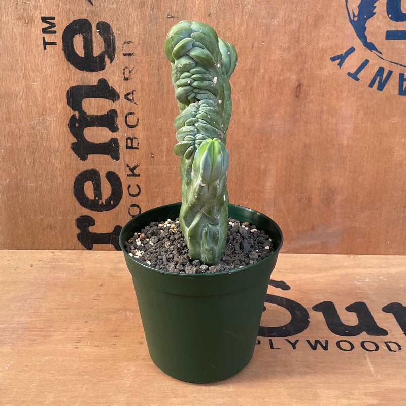 No.001 竜神木綴化 / Myrchillocactus W18 x H23cm | No