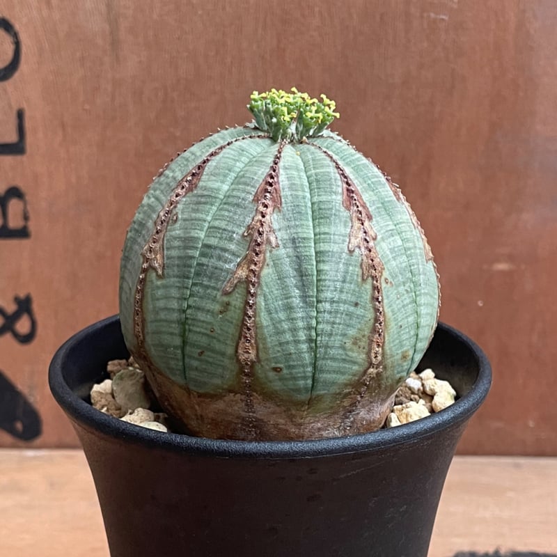 No.048 ユーフォルビア オベサ / Euphorbia Obesa Φ7.5 x 6.5