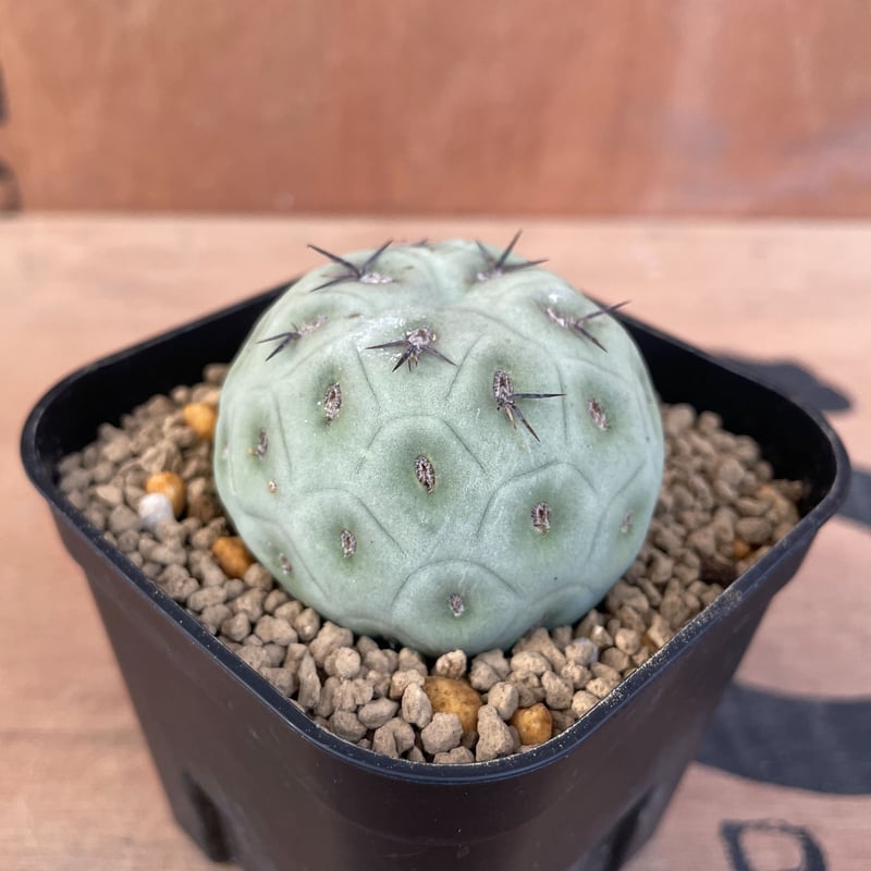 No.003 テフロカクタス ゲオメトリクス / Tephrocactus geometric