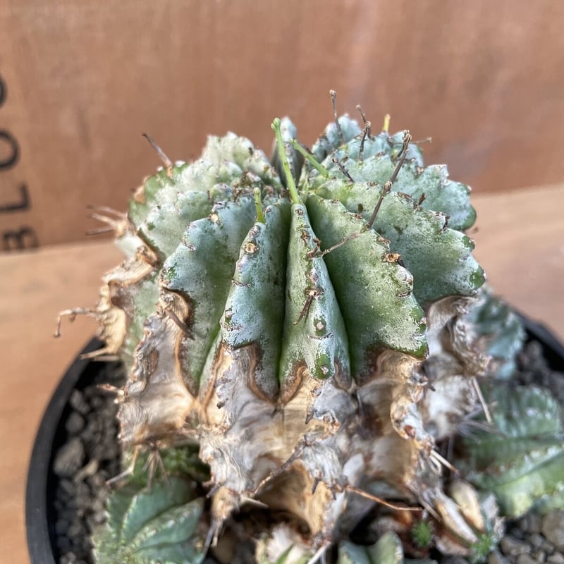 オールドオベサ:ユーフォルビア【発根株】大株木質化ホリダバリダ多肉植物 オールドオベサ:ユーフォルビア【発根株】大株木質化