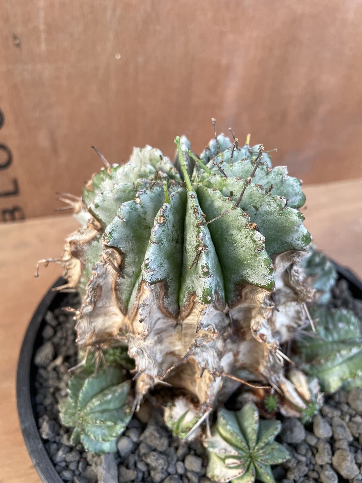 No.023 ユーフォルビア ホリダ / Euphorbia Horrida 木質化 群生