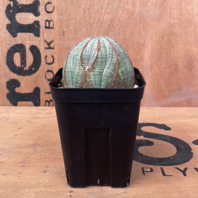 美形 4株 販売 ユーフォルビア オベサ Euphorbia obesa 選抜株 No.016 ユーフォルビア オベサ / Euphorbia Obesa 木質化 美形