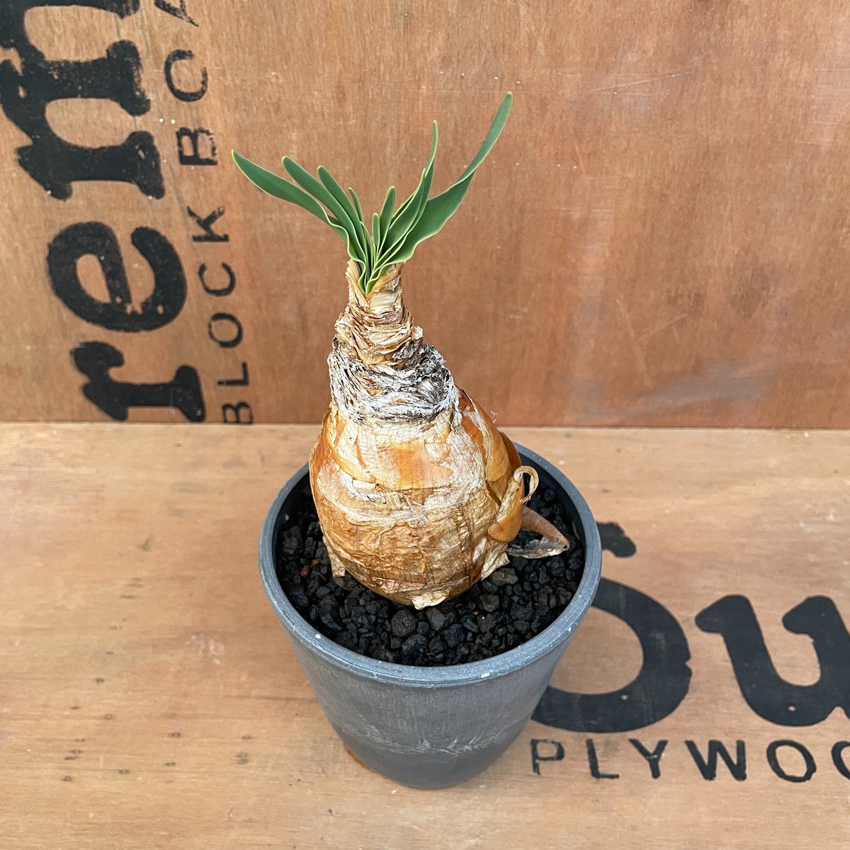 テ*氏様 ブーファン ハエマンソイデス ブーファン・ハエマンソイデス(Boophane haemanthoides