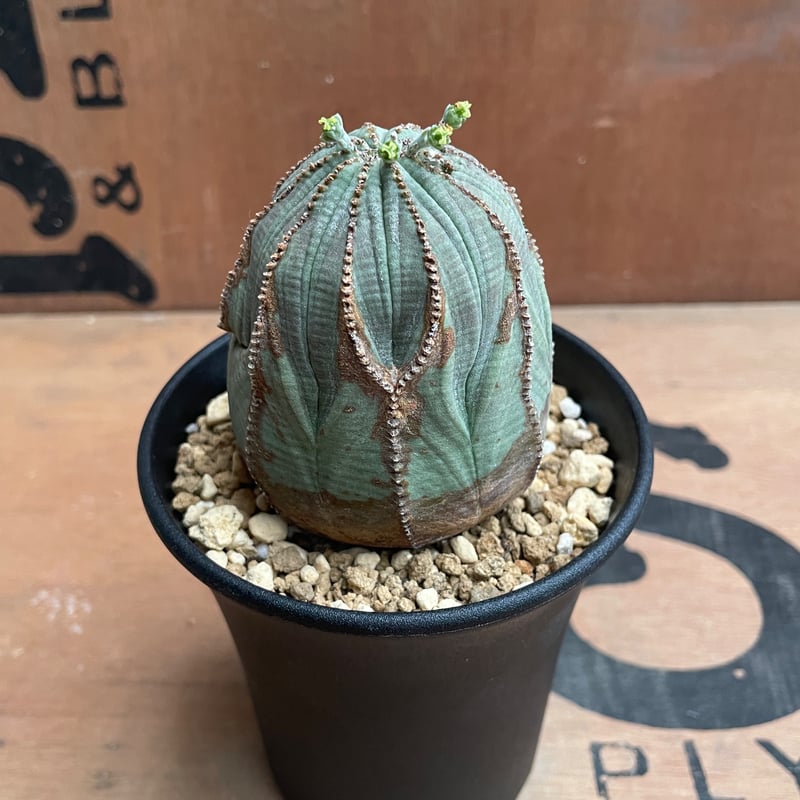 No.046 ユーフォルビア オベサ / Euphorbia Obesa Φ6.5 x 7cm