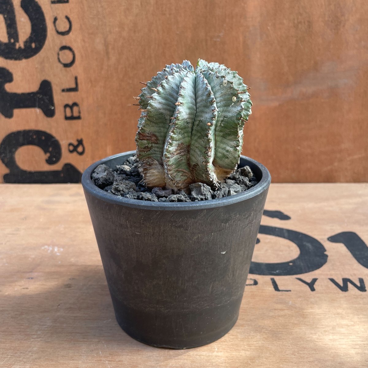 ☆激白☆白衣ホリダ　アルバ　ホリダ　幅8.4cm ゼブラホリダ　オベサ 激白白衣ホリダ アルバ ホリダ 幅8.4cm ゼブラホリダ オベサ No