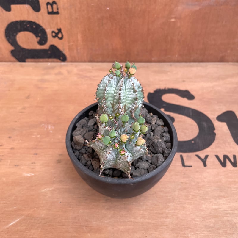 No.008 ユーフォルビア ホリダ / Euphorbia Horrida 