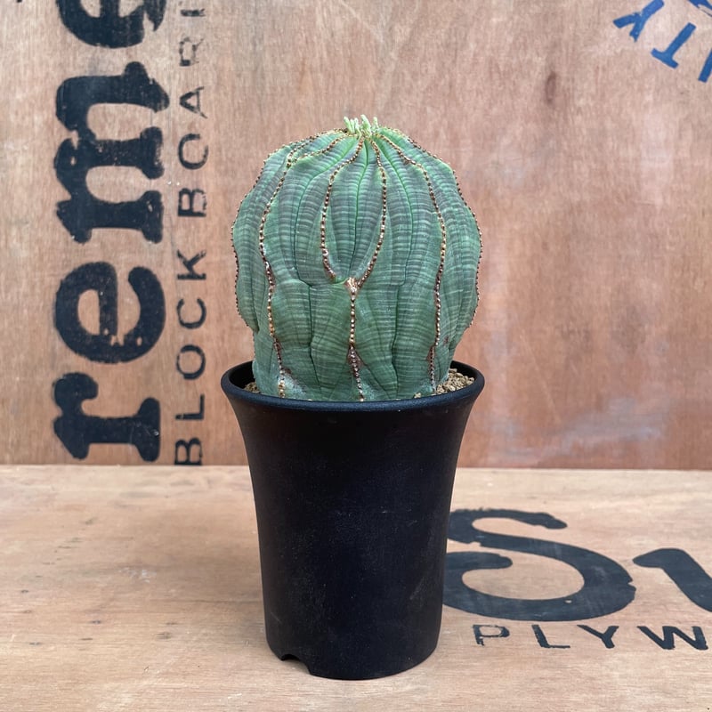 No.011 ユーフォルビア オベサ / Euphorbia Obesa 大株 異形 ♀ Φ9