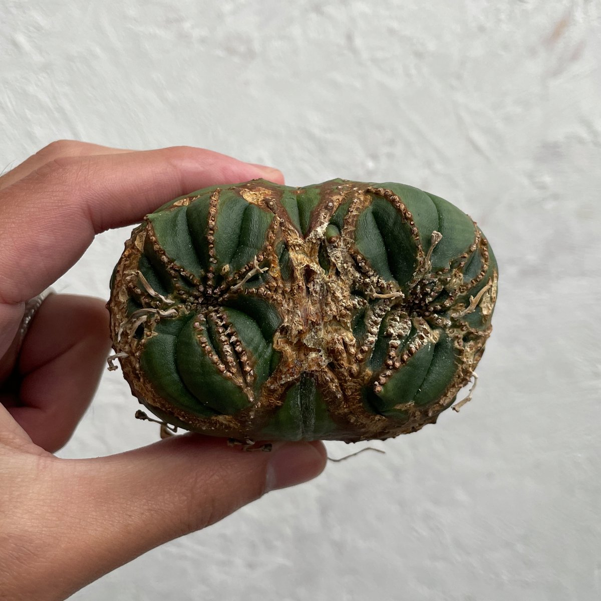 期間限定】ベアルート株#18 ユーフォルビアオベサ / Euphorbia Obesa