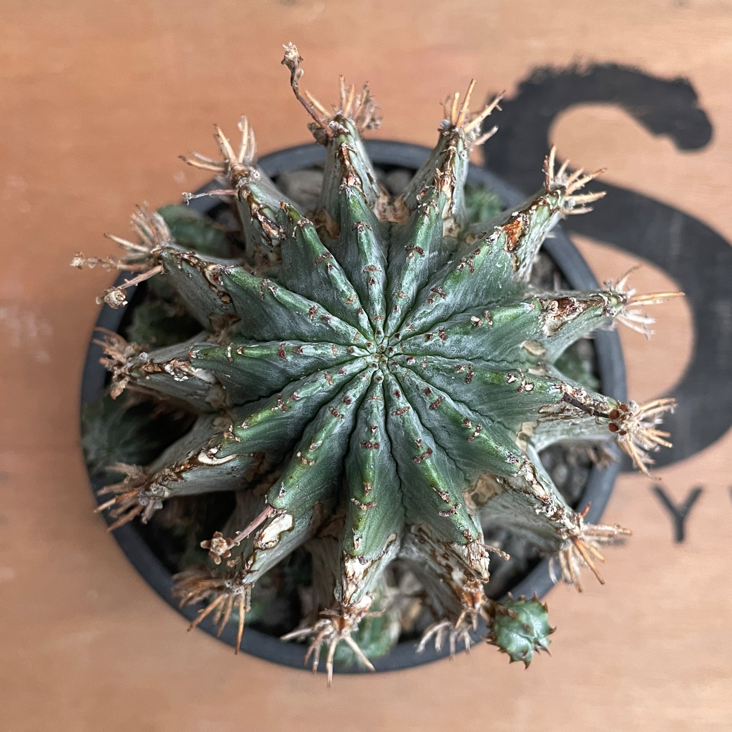 No.026 ユーフォルビア ホリダ / Euphorbia Horrida Φ9×H9.5