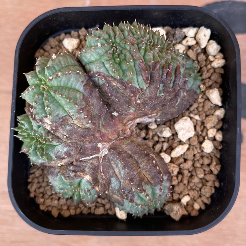 No.061 ユーフォルビア オベサ / Euphorbia Obesa モンスト 綴化 5.