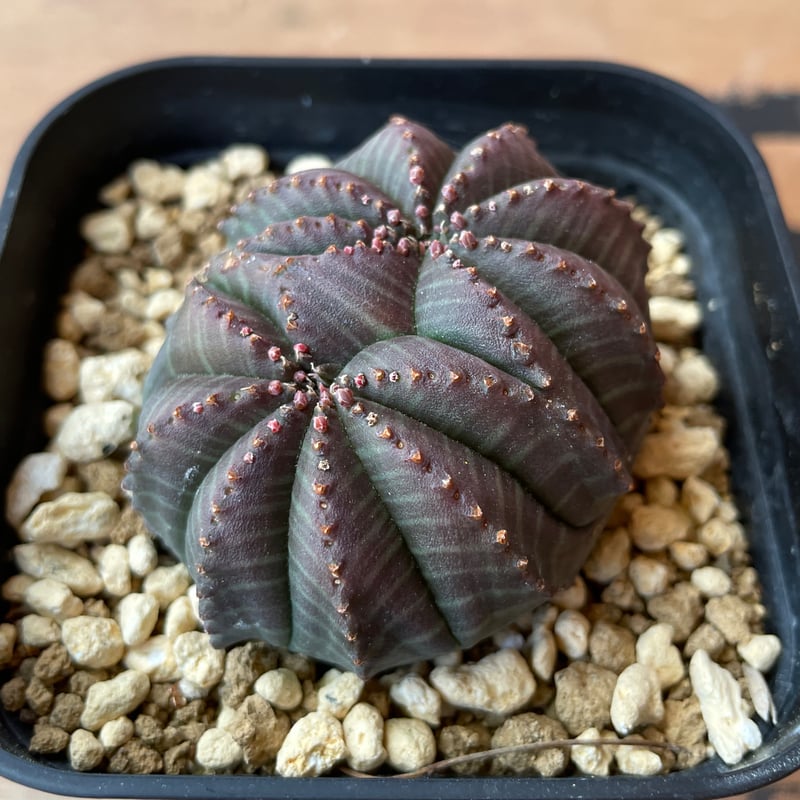 No.060 ユーフォルビア オベサ / Euphorbia Obesa モンスト 綴化 5