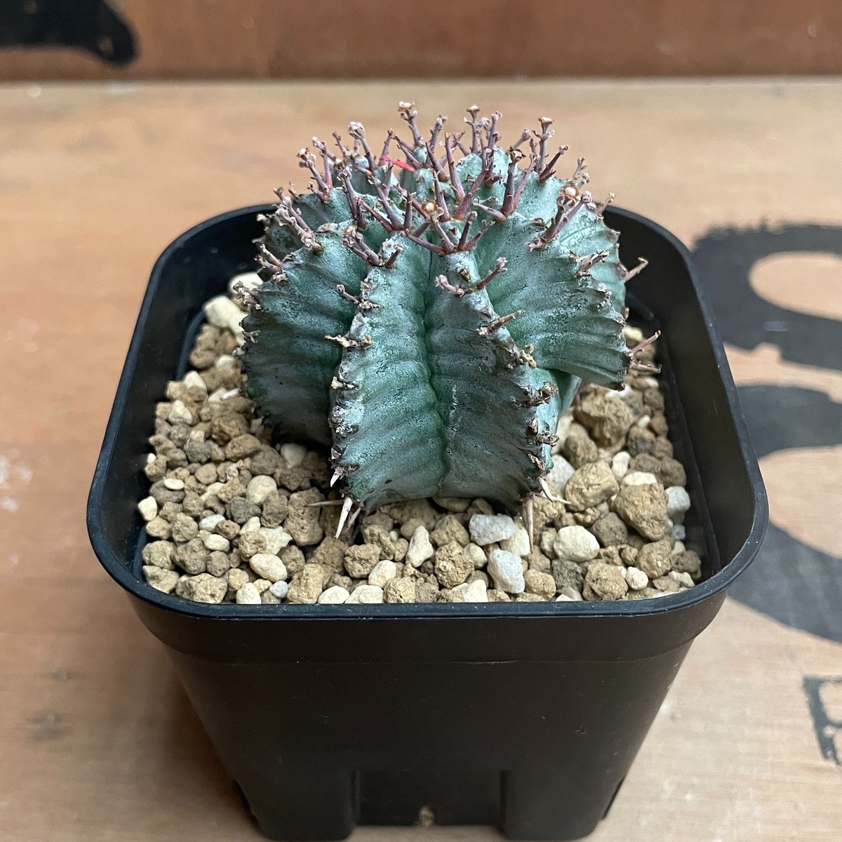 ユーフォルビア白衣ホリダ No.007 ユーフォルビア ホリダ / Euphorbia Horrida 