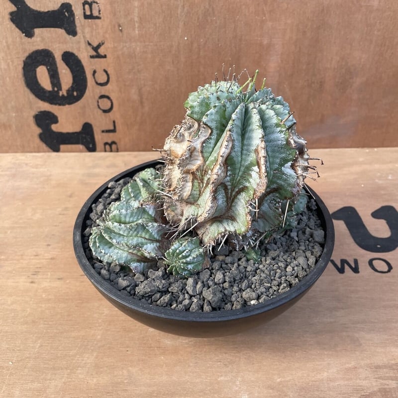 大株 木質化 オールド ホリダ × バリダ 交配種 鉢のまま