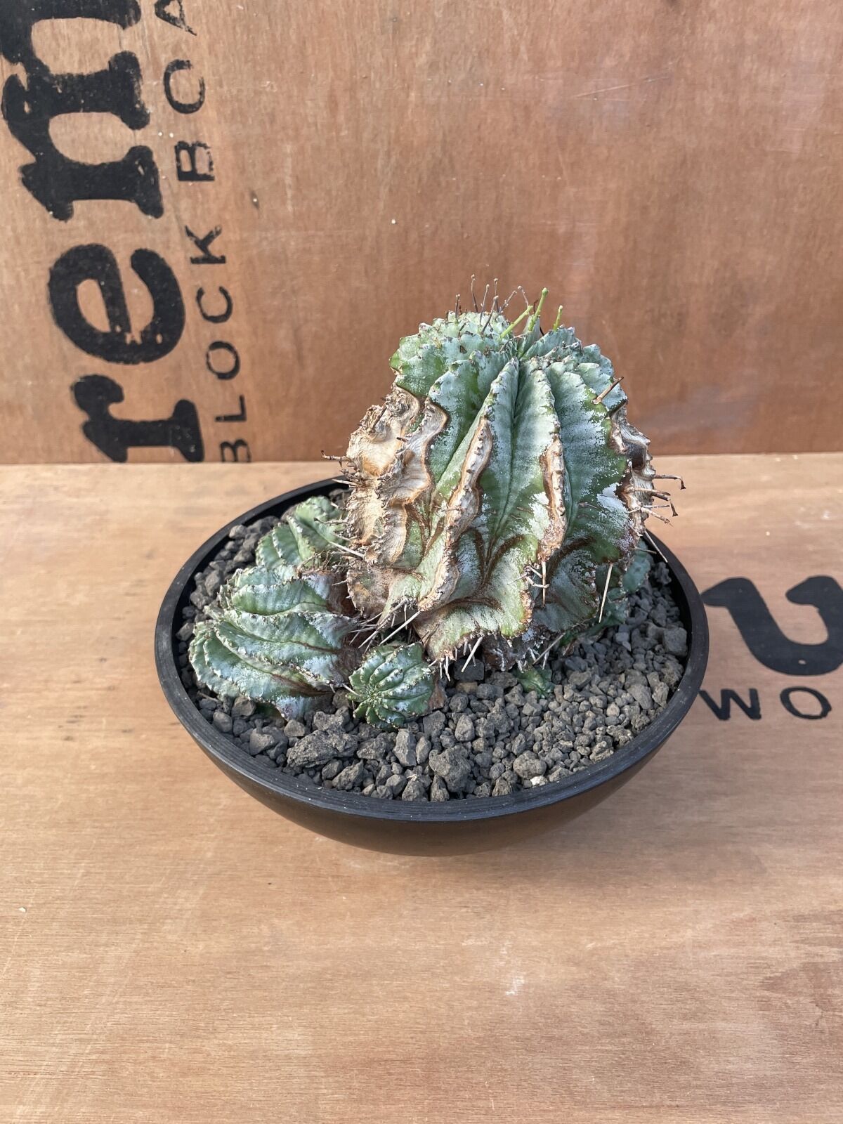 No.023 ユーフォルビア ホリダ / Euphorbia Horrida 木質化 群生