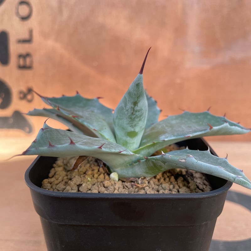 No.001 アガベ パラサナ ハイブリッド / Agave Parrasana Hybrid