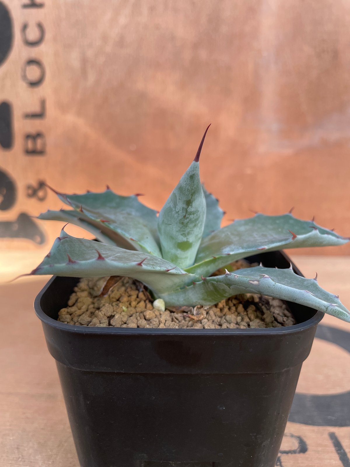 No.001 アガベ パラサナ ハイブリッド / Agave Parrasana Hybrid