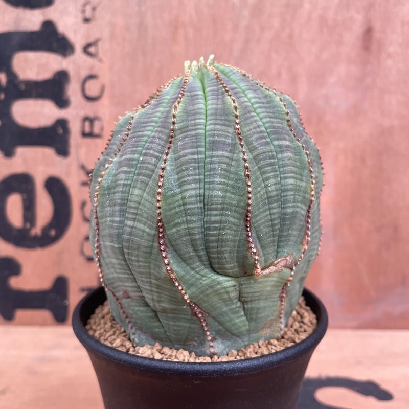 No.011 ユーフォルビア オベサ / Euphorbia Obesa 大株 異形 ♀ Φ9