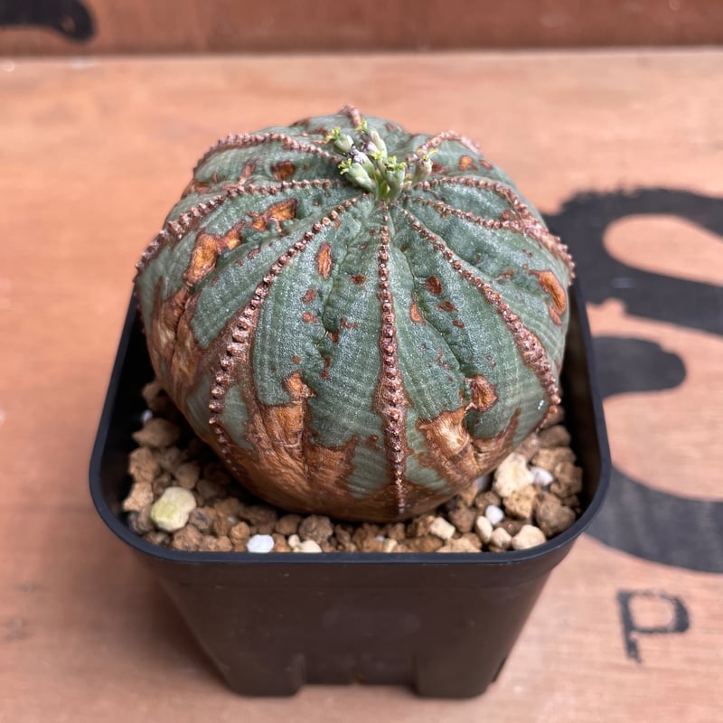 No.044 ユーフォルビア オベサ / Euphorbia Obesa 木質化 Φ6.5 x