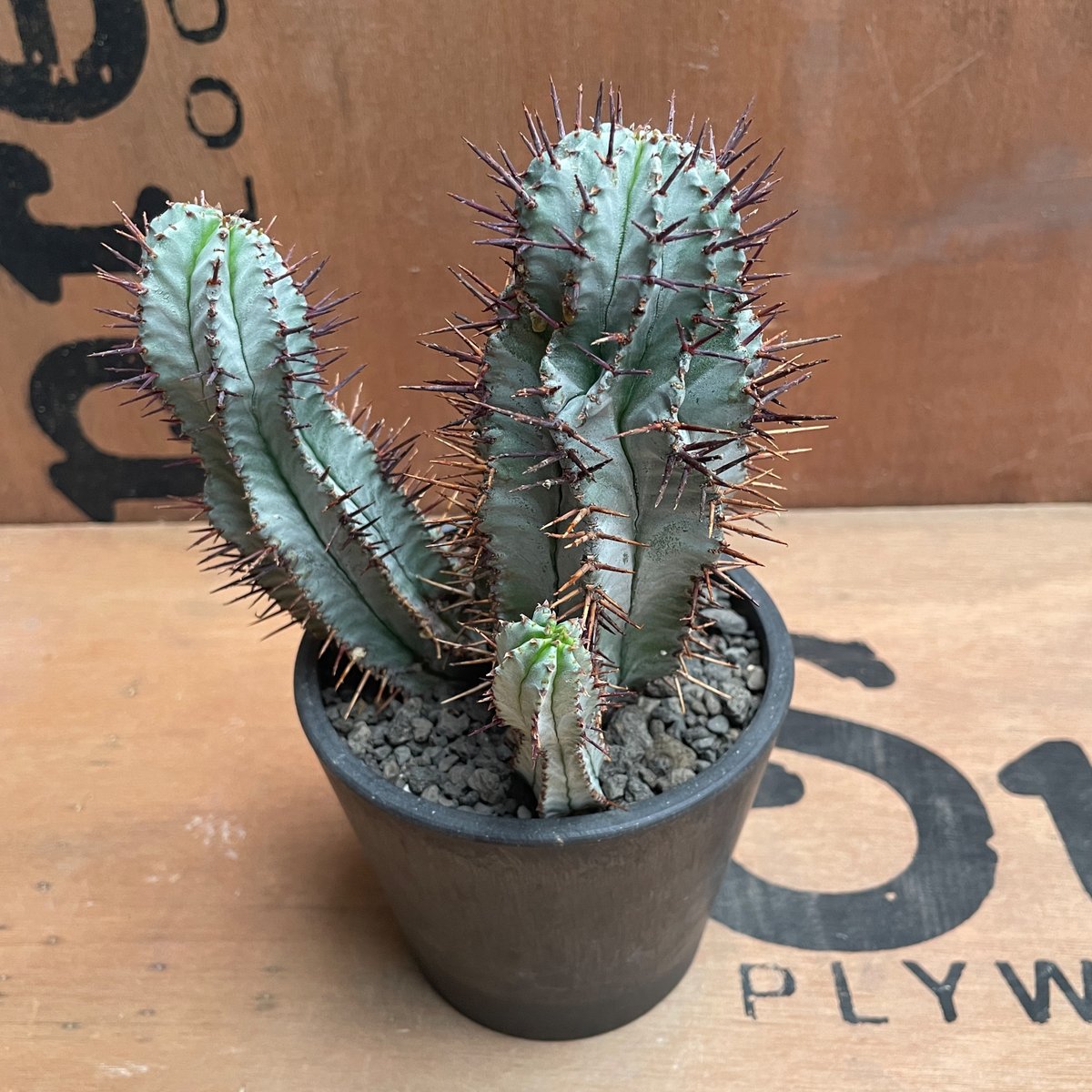 No.015 ユーフォルビア ホリダ / Euphorbia Horrida No.015 ユーフォルビア ホリダ / Euphorbia Horrida