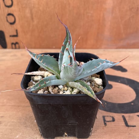 パリートランカータ　バリエガータ パリートランカータ バリエガータ 楽天市場】【送料無料】アガベ