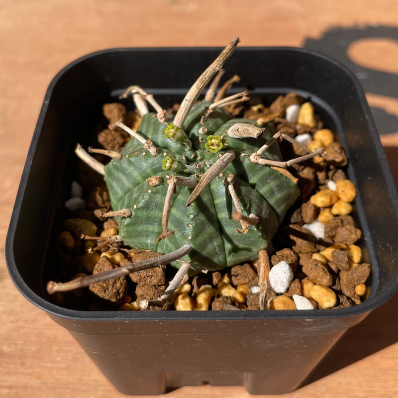 No.002 ユーフォルビア バリダ♂ / Euphoribia Valida 