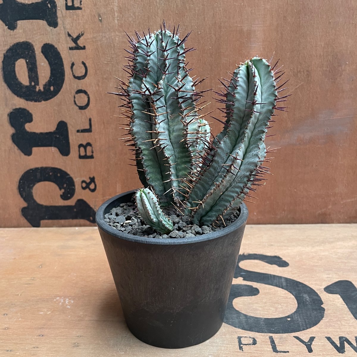 No.015 ユーフォルビア ホリダ / Euphorbia Horrida 