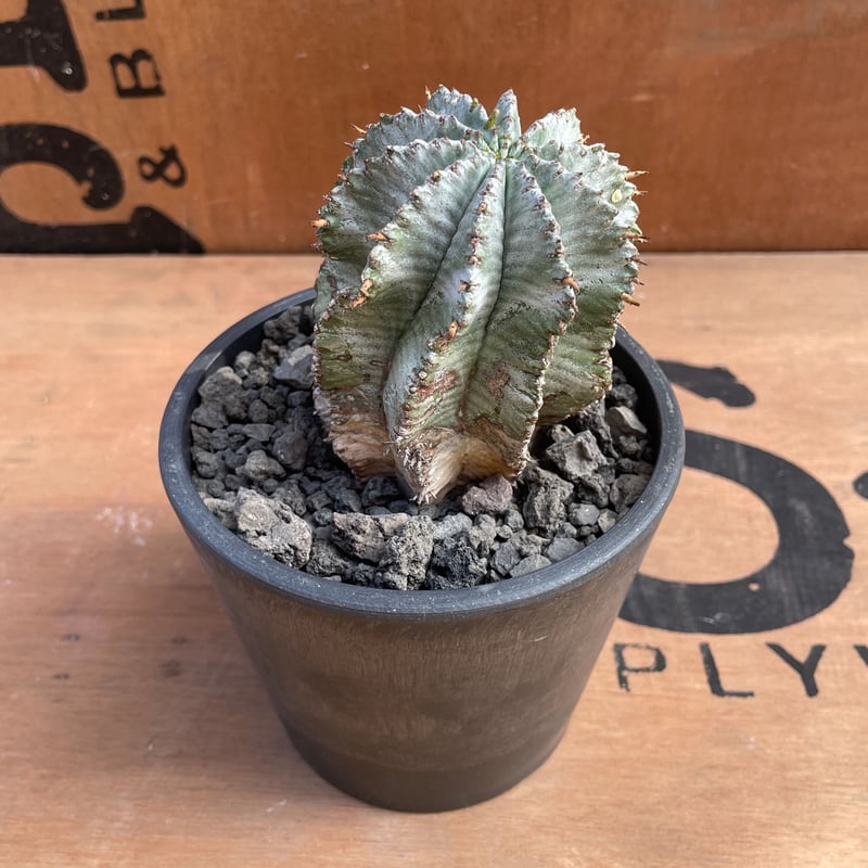 ユーフォルビア ホリダ 白衣ホリダ 棘無し ユーフォルビア ホリダ 白衣ホリダ 棘無し