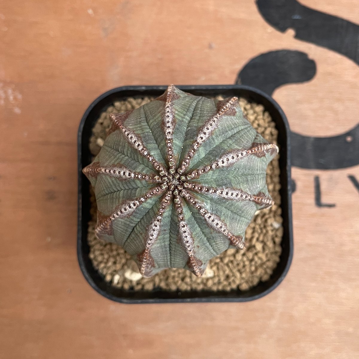 No.028 ユーフォルビア オベサ / Euphorbia Obesa 異形 Φ6.5 x