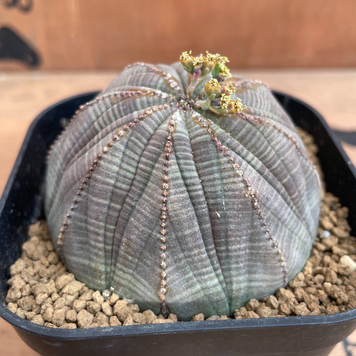 No.034 ユーフォルビア オベサ / Euphorbia Obesa Φ7 x H3.5