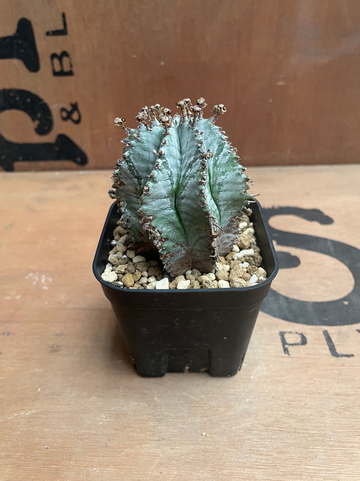 No.012 ユーフォルビア ホリダ / Euphorbia Horrida 