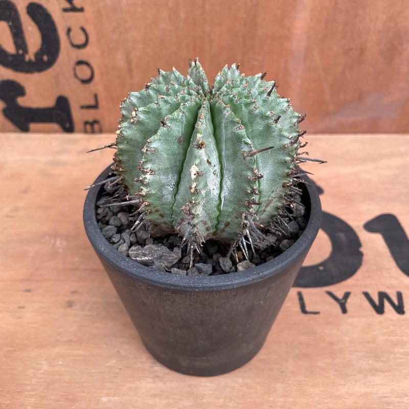 チ*中様 ユーフォルビア　ホリダ　鬼軍曹(ロウルサンコhyb) チ*中様 ユーフォルビア ホリダ 鬼軍曹(ロウルサンコhyb