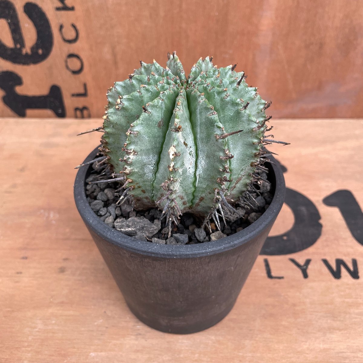 No.024 ユーフォルビア ホリダ / Euphorbia Horrida 